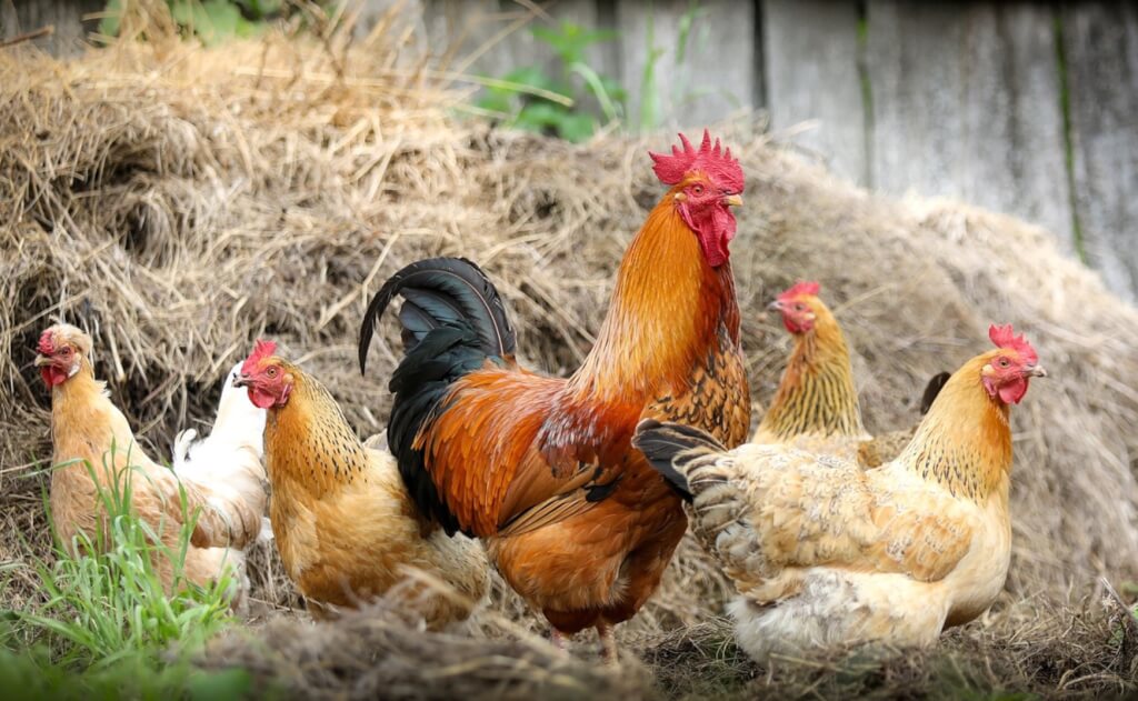 Измененные положения приложения №5 ТР ЕАЭС 051/2021 «О безопасности мяса птицы и продукции его переработки» вступают в силу 31 марта